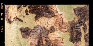 “Mappe arboree”, territori” fantastici di Alessandro Vicario