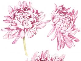 La teoria dei crisantemi