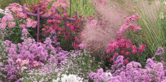 Un Soffio di primavera