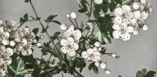 Natura, arte e scienza…un sottile intreccio