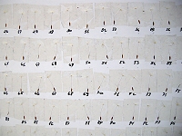 233 (particolare), 2008