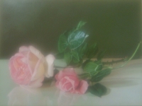 'Rose rosa', 1999 Dario Manini