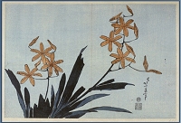 K. Hokusai, Orchidea, Dalla serie dei Grandi fiori, 1834
