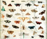 Jan Van Kessel il Vecchio, Studi di farfalle e altri insetti, 16