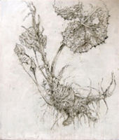 Caterina Sbrana, Tavola botanica-Farfaraccio, 2008, fango su tel