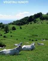 La copertina del libro