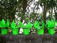 Giugi Bassani, Nate con la luna