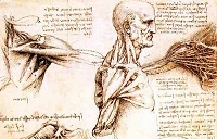 Leonardo, disegno anatomico