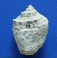 Un fossile di Chelio