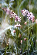 Due Melanargia galathea su fiori di labiate