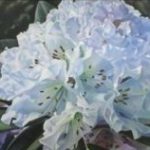 I Fiori di Silvana Angela Ferrario