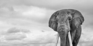 Wildlife Photographer of The Year, i fotografi si raccontano