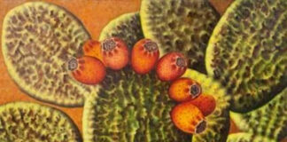 La pittura “esuberante” di Francesco Paula Palumbo